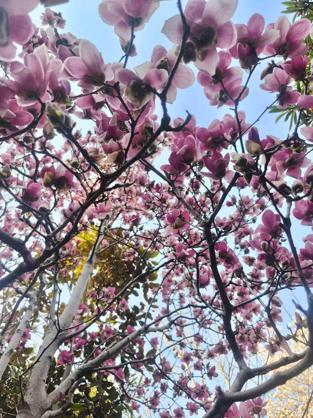 煙花三月綻華彩，宏運(yùn)騰飛正當(dāng)時(shí)！